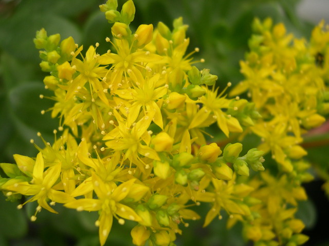 Sedum confusum purpusii (1)