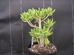 Sedum corynephyllum (1)