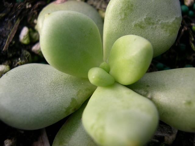 Sedum cremnophila [Cremnophila nutans]