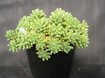 Sedum 'China Doll' (23)