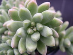 Sedum 'China Doll' (24)