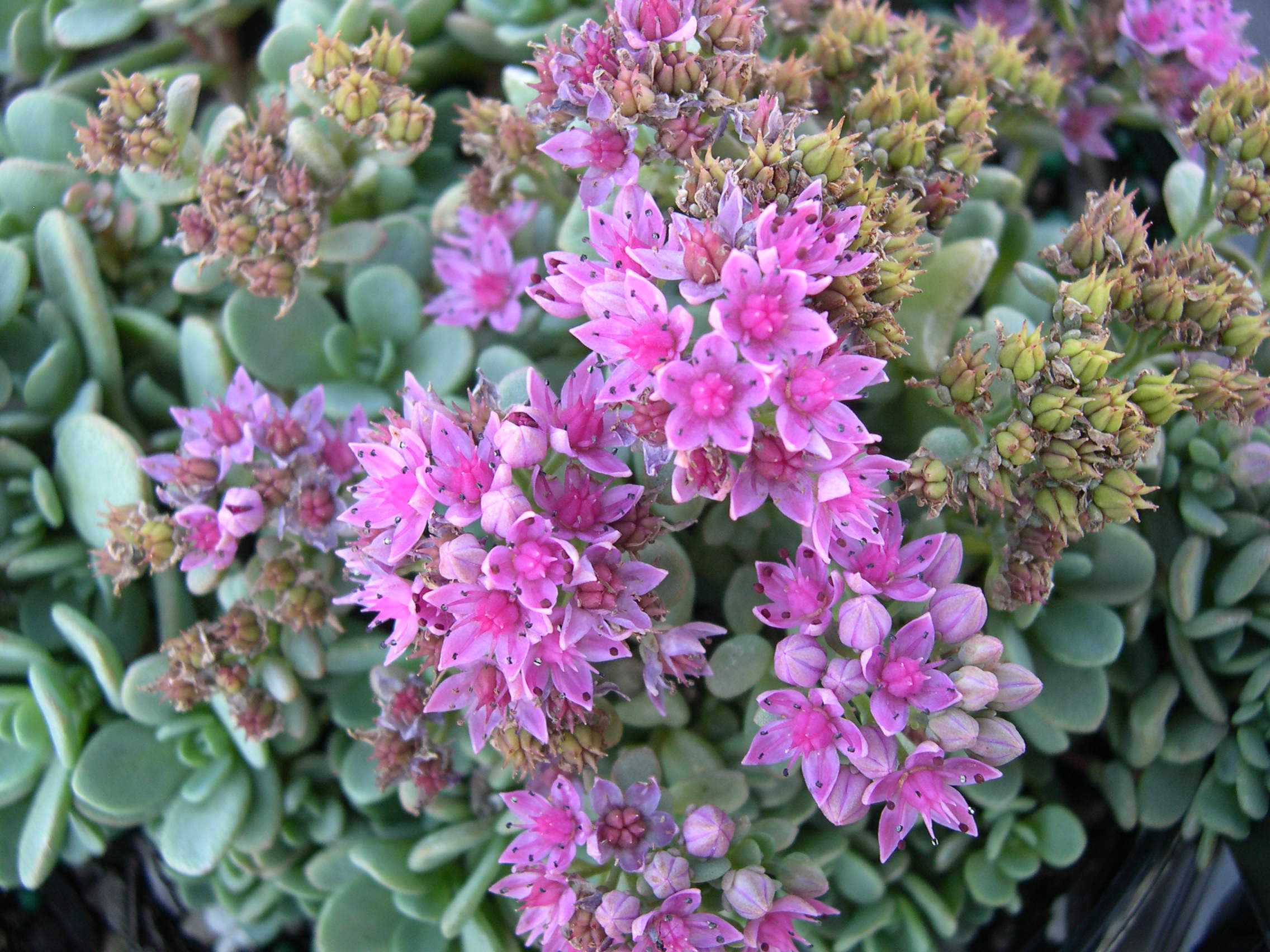 Sedum cyaneum (1) [Hylotelephium cyaneum]