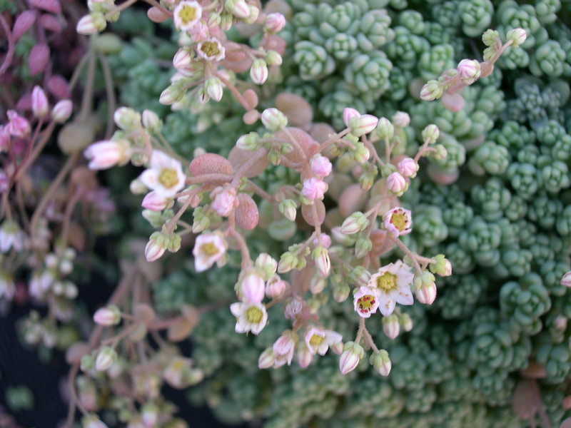 Sedum dasyphyllum 'Opaline' (3)