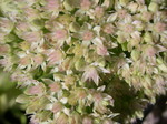 Sedums (D-F)