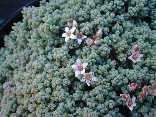 Sedum dasyphyllum  (2)