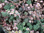 Sedum dasyphyllum 'Lilac Mound'