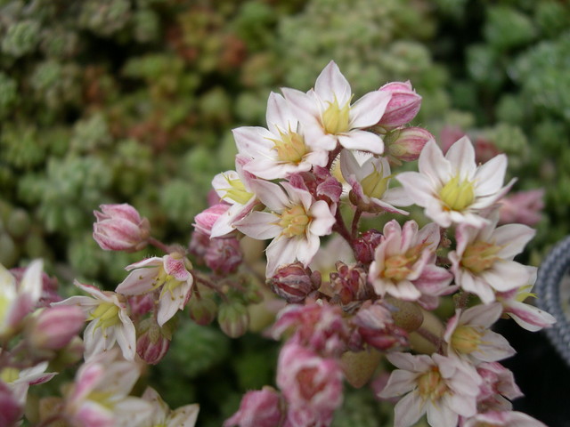 Sedum dasyphyllum 'Lloyd Praeger' (1)