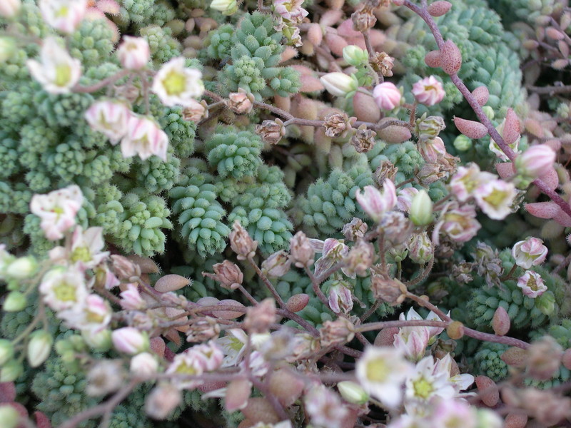 Sedum dasyphyllum 'Lloyd Praeger' (2)