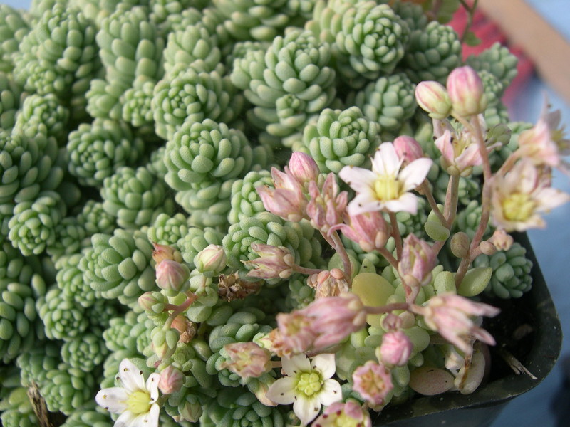 Sedum dasyphyllum 'Major' (1)