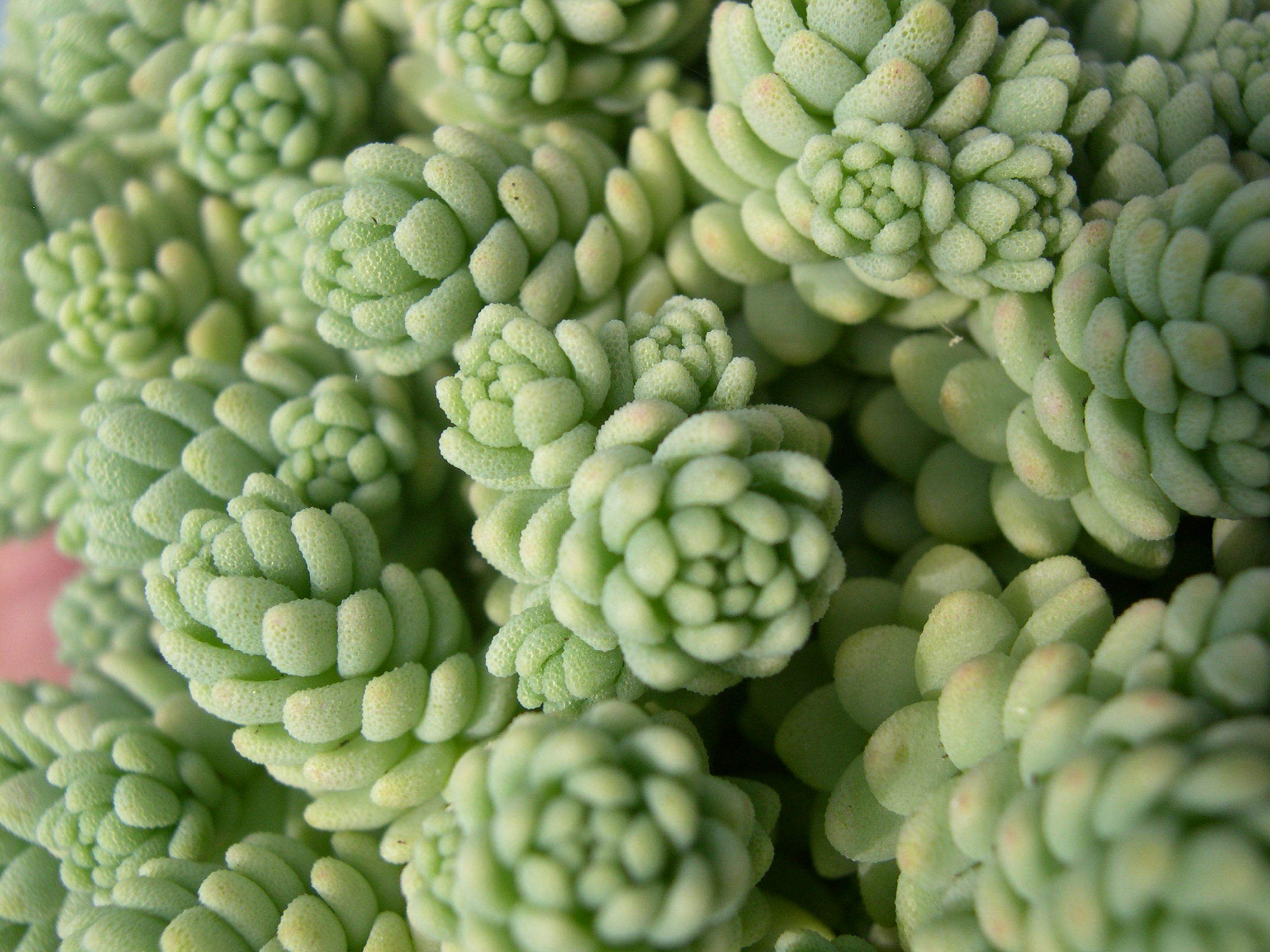 Sedum dasyphyllum 'Major' (2)