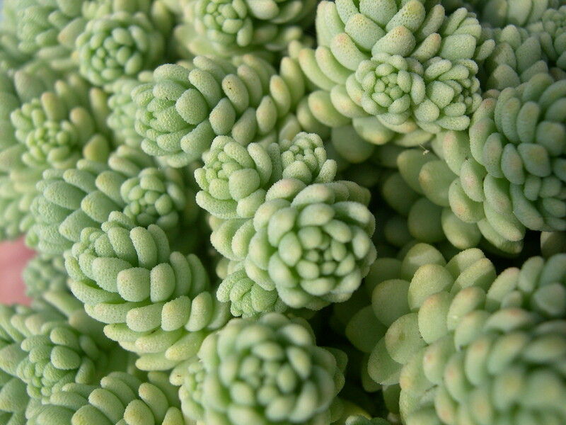 Sedum dasyphyllum 'Major' (2)