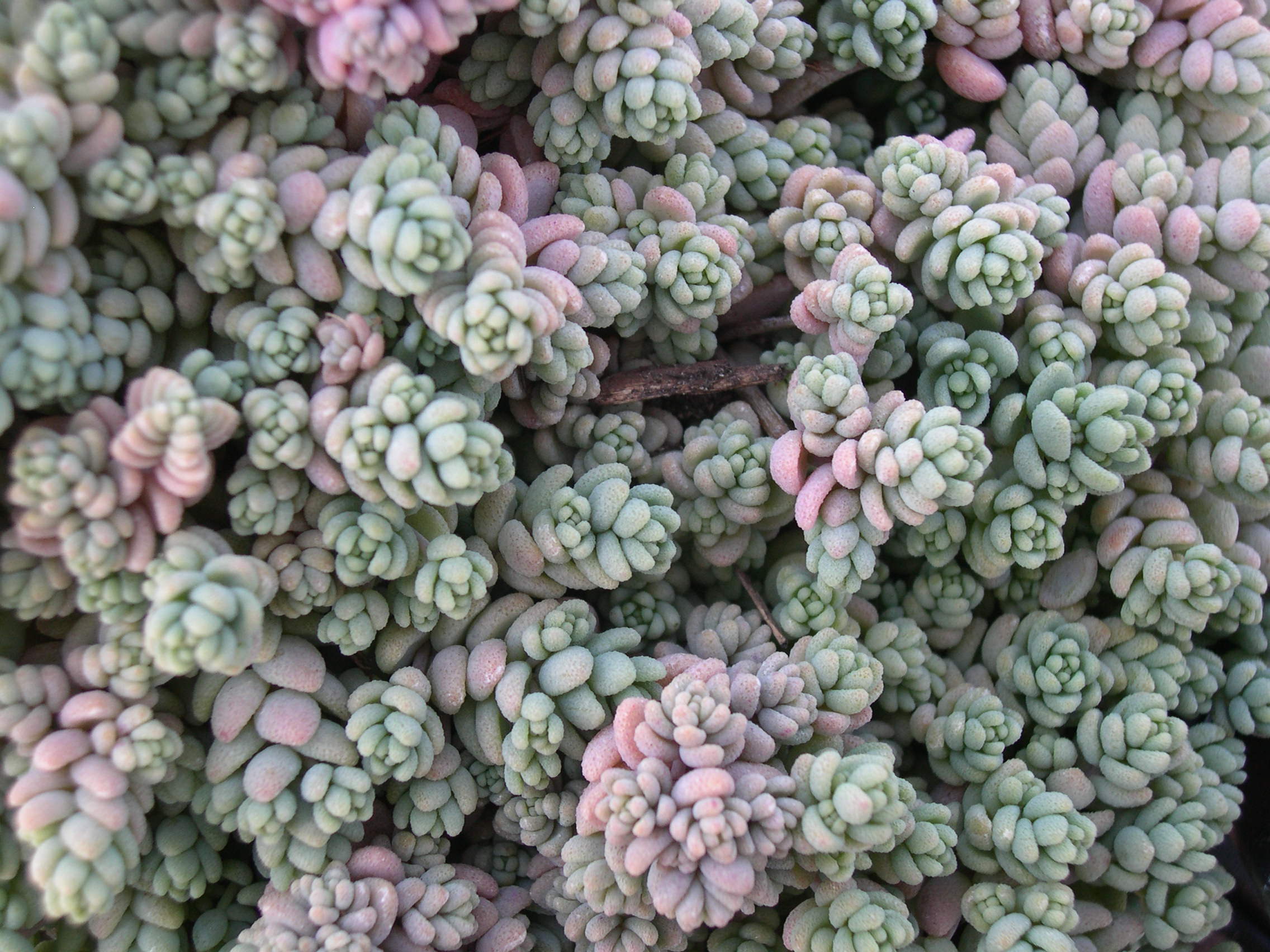 Sedum dasyphyllum 'Opaline' (1)