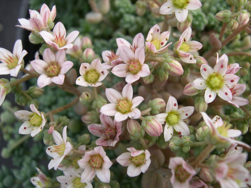 Sedum dasyphyllum 'Opaline' (2)