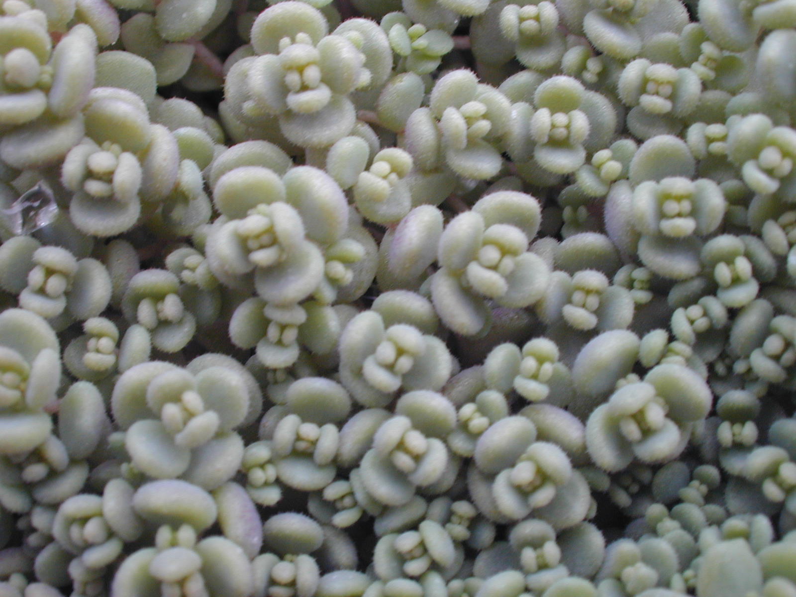 Sedum dasyphyllum (1)