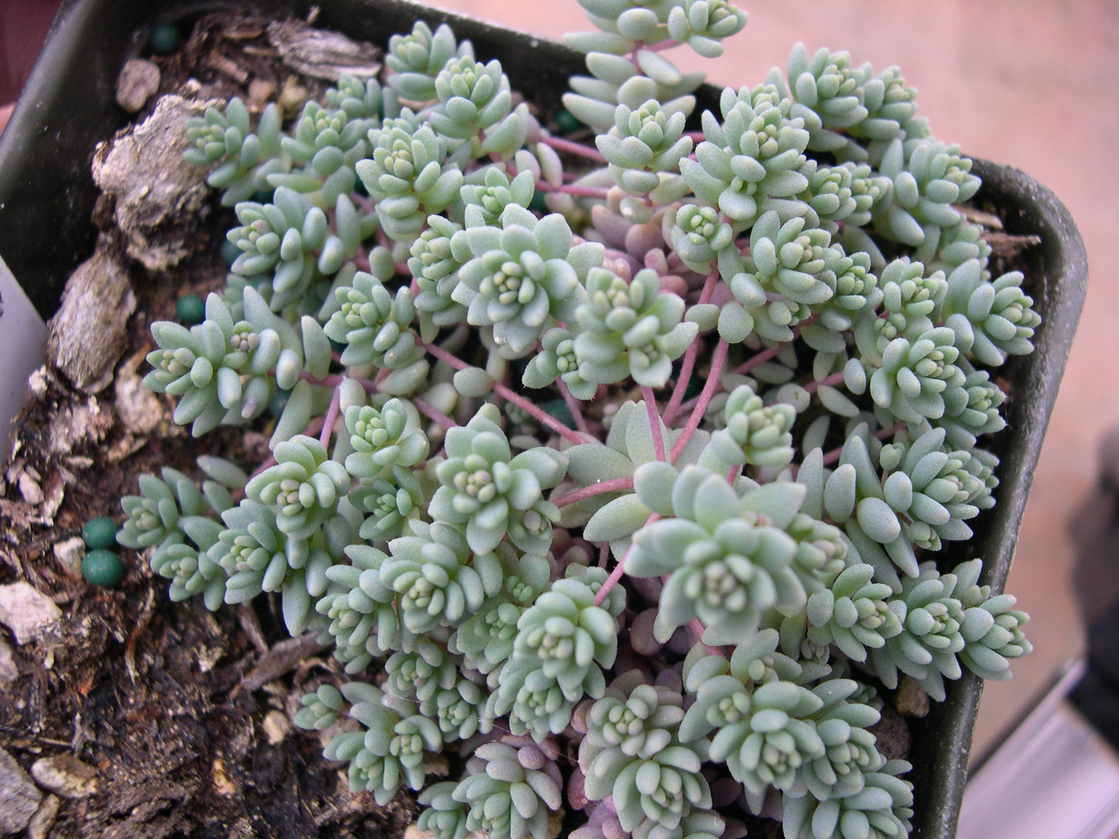 Sedum dasyphyllum (mislabeled mesatlanticum)