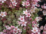 Sedum dasyphyllum burnatii (1)