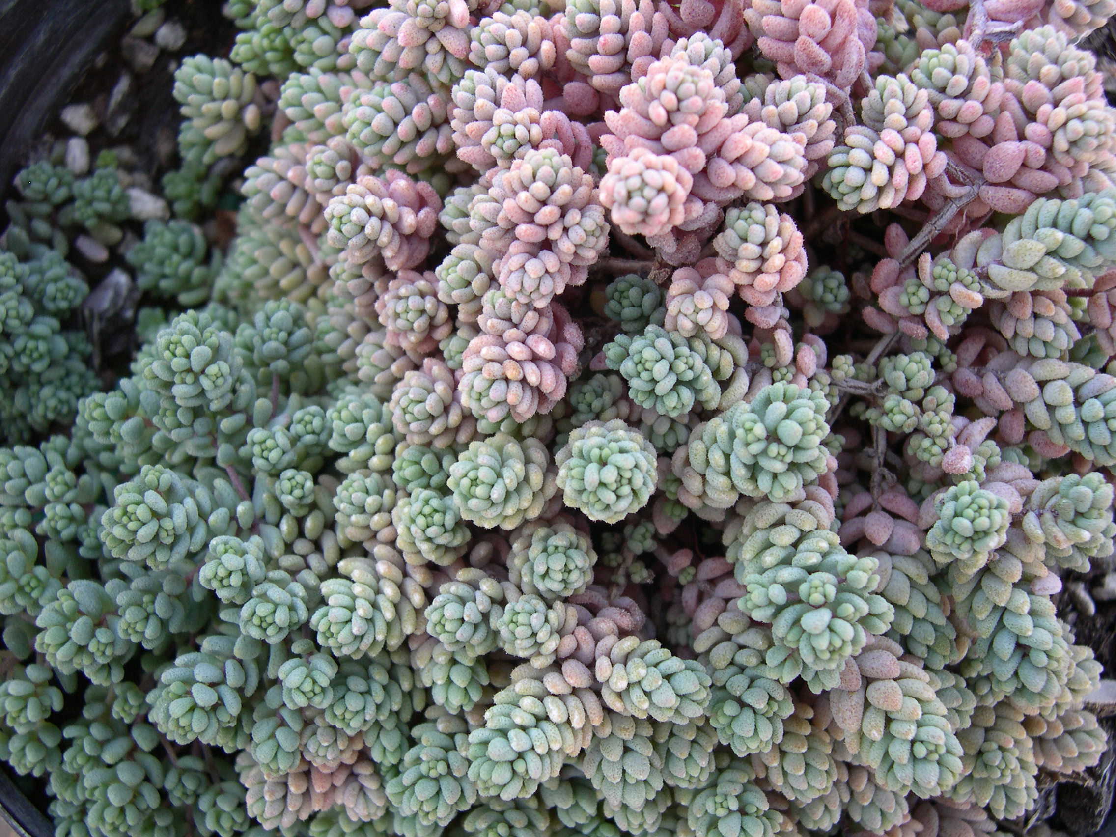 Sedum dasyphyllum burnatii (2)