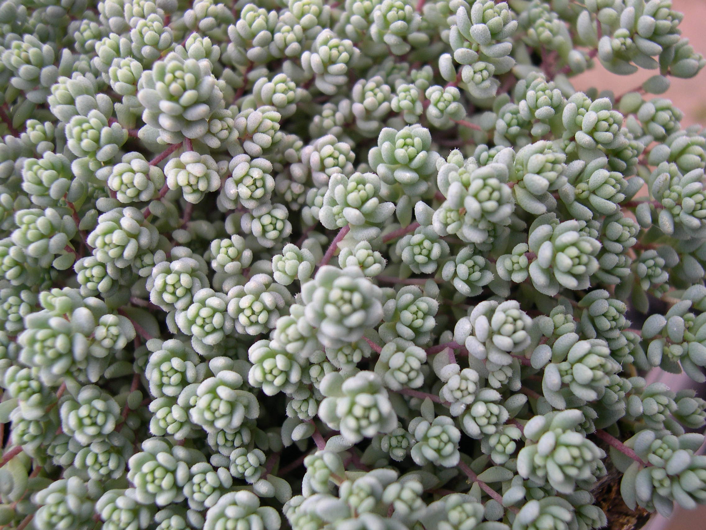 Sedum dasyphyllum pubescent form