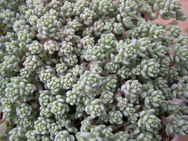 Sedum dasyphyllum pubescent form