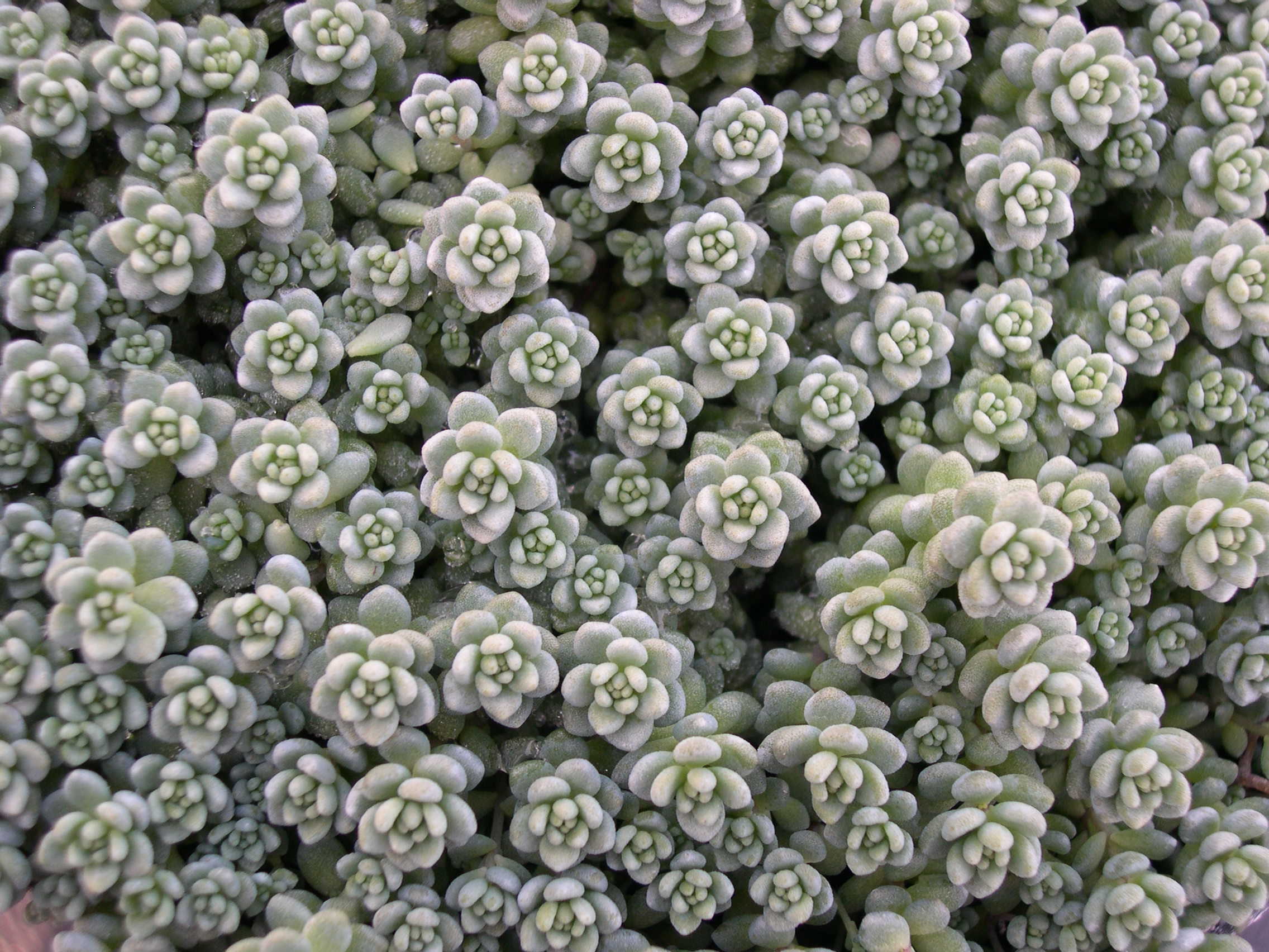 Sedum dasyphyllum riffense (1)