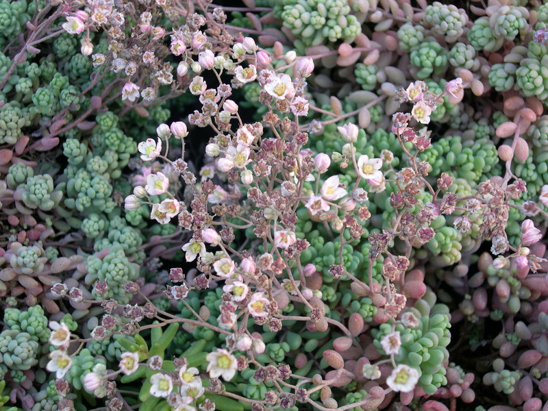 Sedum dasyphyllum riffense (2)