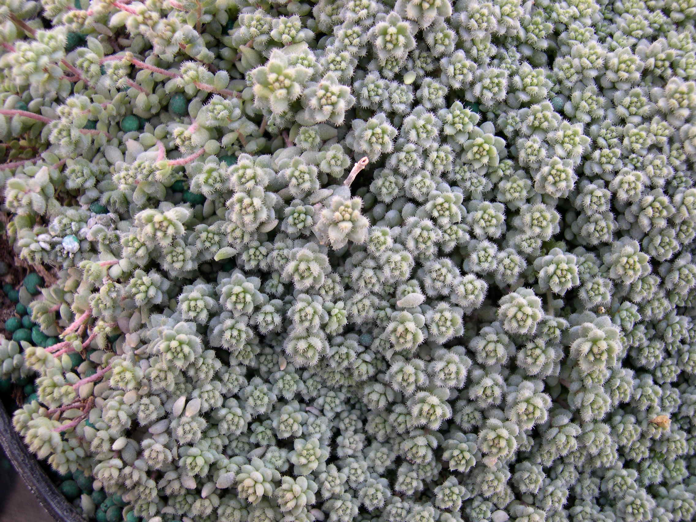 Sedum dasyphyllum suendermanii (1)