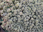 Sedum dasyphyllum suendermanii (1)