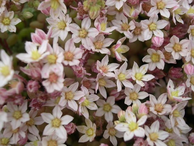 Sedum dasyphyllum suendermanii (2)