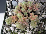 Sedum debile